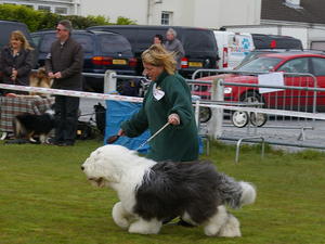 1st Junior Dog