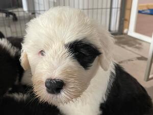Female puppy close up
