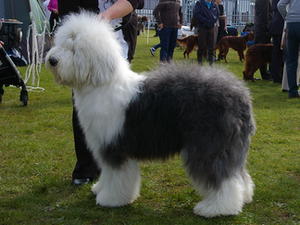 Sth Tipperary Ch Show 2012