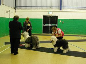 2nd Minor Puppy Dog. NEOES Club Ch Show. Feb 2012
