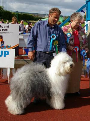 G1 Tralee Ch Show - 20th Aug 2011