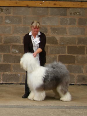 OES Club of Wales Ch Show 2012 - Best Puppy Dog