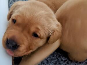 Pups just starting to be active