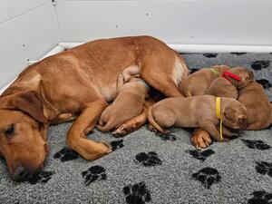 Newly arrived litter