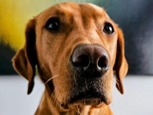 Callanace's Dart of Fire (Bitch)