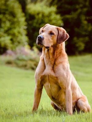 KC Field Champion Mitforton Oscar of Leadburn