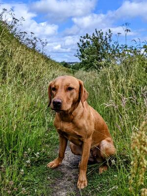 Callanace's Dart of Fire in Training