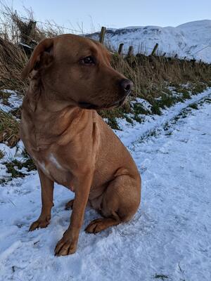 It's Lady Trim of Callanace in training