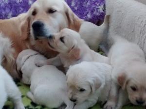 Tally with Puppies