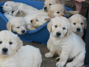 puppies at 6 WEEKS
