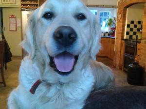 Poppy my girl from Tally & Buddy
