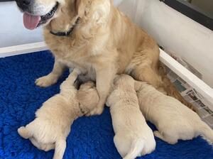 Puppies starting to explore