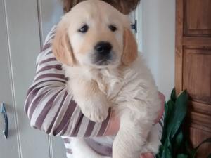 Dark green collar at 7 weeks
