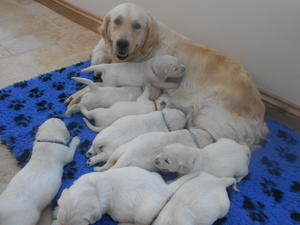 Puppies now 3 weeks old