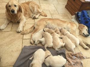 Pedigree Kc Registered Golden Retriever Puppies In Crediton Devon Born 27 09 18
