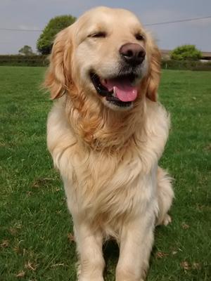 Buddy [Mafleurdean magic moon]