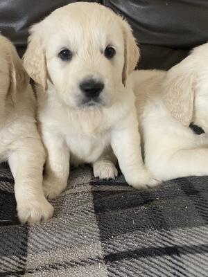 Proud parents Dolly and Teddy