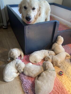 Puppies nearly 3 weeks old