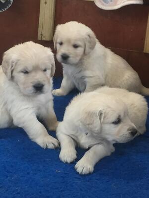 Puppies 4 weeks old