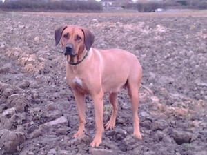 Koko at 49 days pregnant - looking fabulous