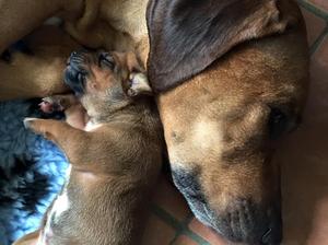 Puppies aged two weeks