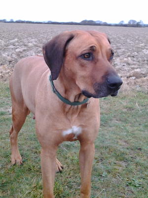 Kiromol Kokomo Of Amahle