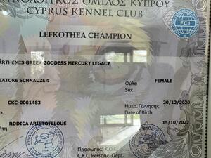 Lefkothea Champion Diploma