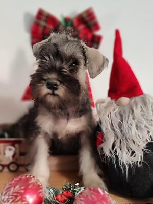 Girl puppy