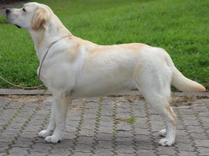 TROIKA AT 8 THS OLD