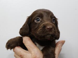 Chocolate female