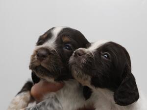 Female Choc Roan & Tan and Choc Roan