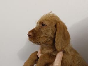 Female pup