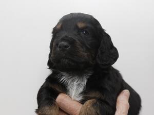 Black and Tan Male puppy