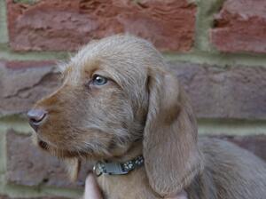 Female pup
