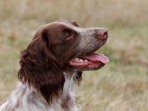 Aggie