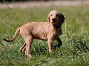 Pedigree Kc Registered Hungarian Wirehaired Vizsla Puppies In