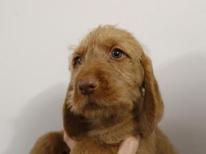 Female pup