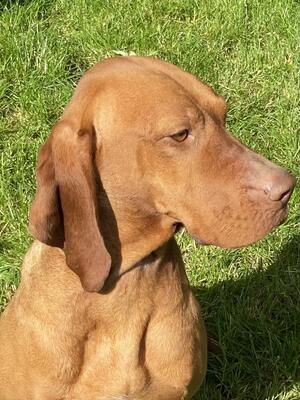 Vixie
