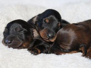 Stud dog available