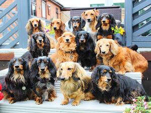 5 star council licensed home breeders