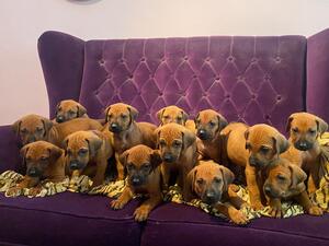 13 healthy puppies at 4 weeks!