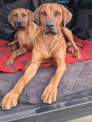 Poppy and Angus