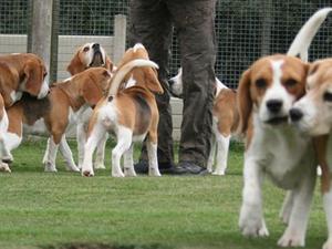 Eardley Beagles size matters