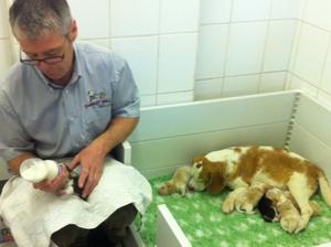 With 6 puppies we like to give her a helping hand