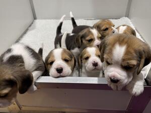 Puppies in the litter