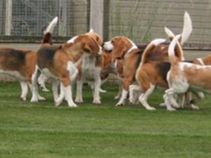 Eardley Beagles at play