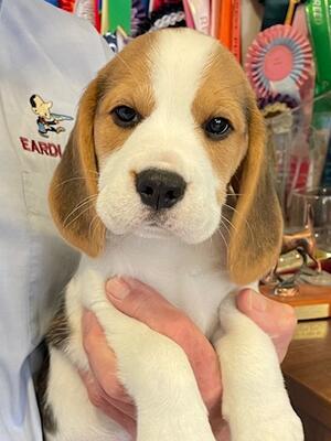 Puppy In the litter
