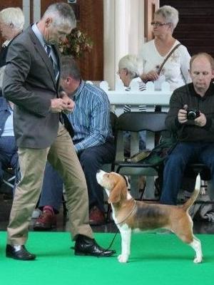Barbi at Beagle Assoc. 50th Ann. Ch. Show