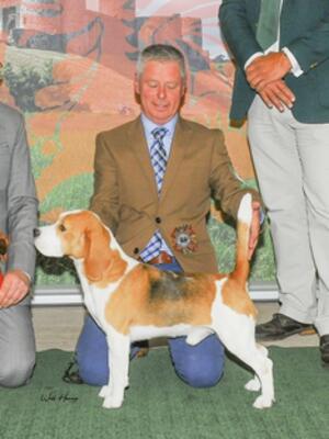 Ch Eardley Les Canoodle Group winning Photo