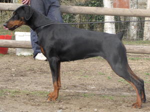 Elenya du Wot a Thriller - Multi CAC & CACIB winne